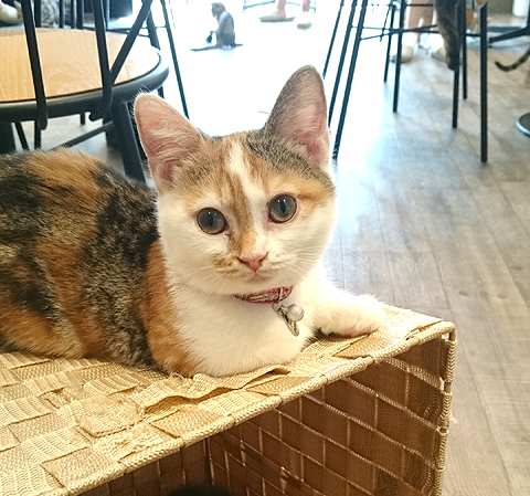 猫カフェ「空陸家（COORIKUYA）吉祥寺店」で癒されました。
